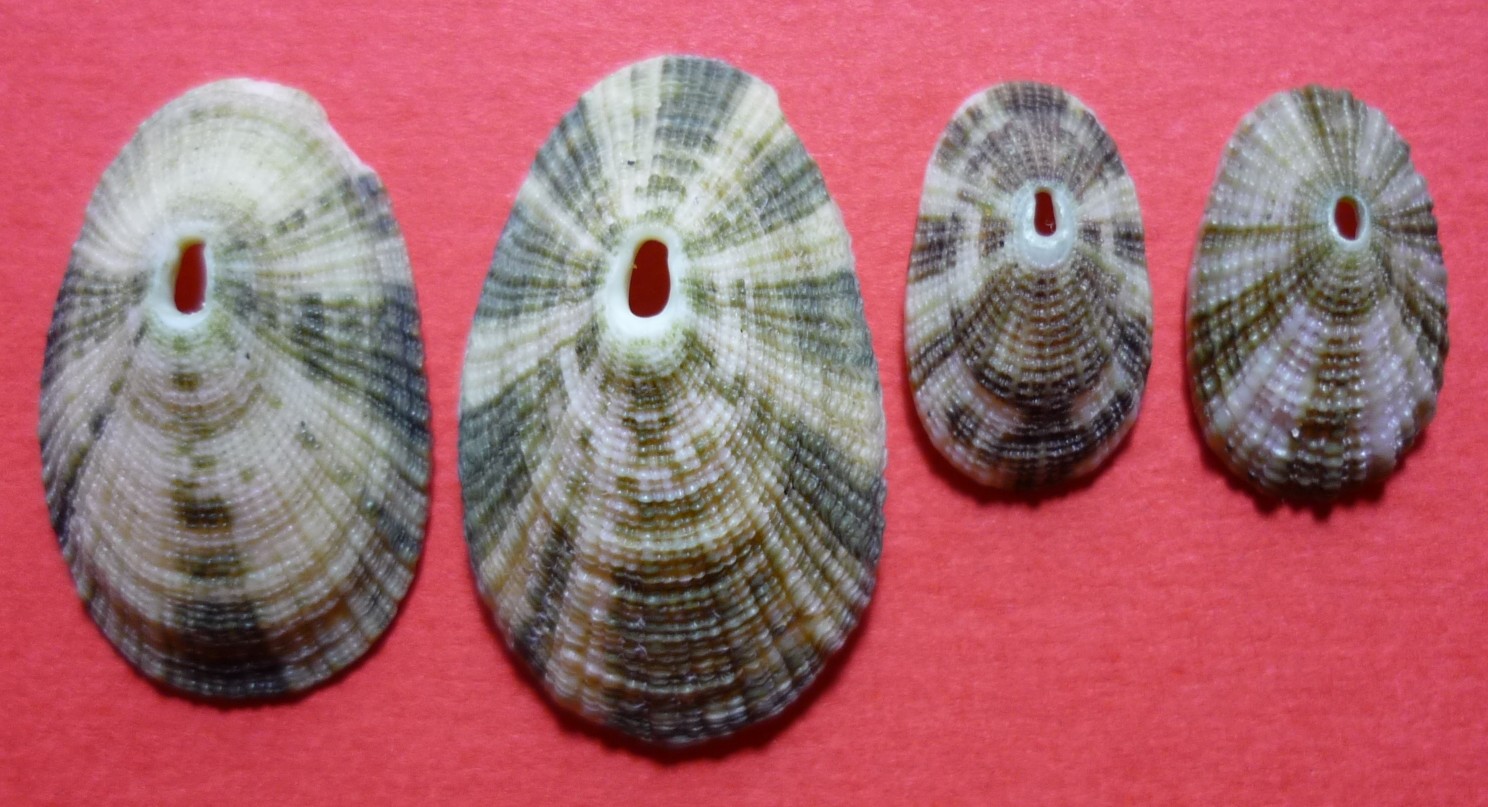 Diodora italica